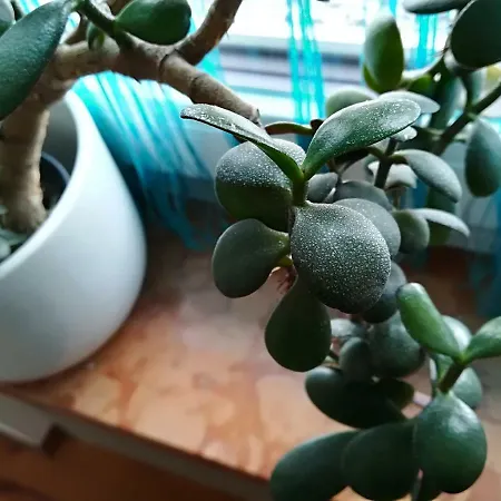 Pensjonat Gaestehaus Anna