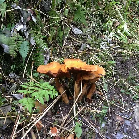 Gaestehaus Anna Pensjonat 3*